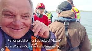 ftigen StreitAktueller Konflikt (Stand: 2. Mai 2026) Obwohl die Rettung technisch glückte – der Wal wurde heute Morgen gegen 8:45 Uhr bei Skagen (Dänemark) in die Nordsee entlassen – gibt es nun he: